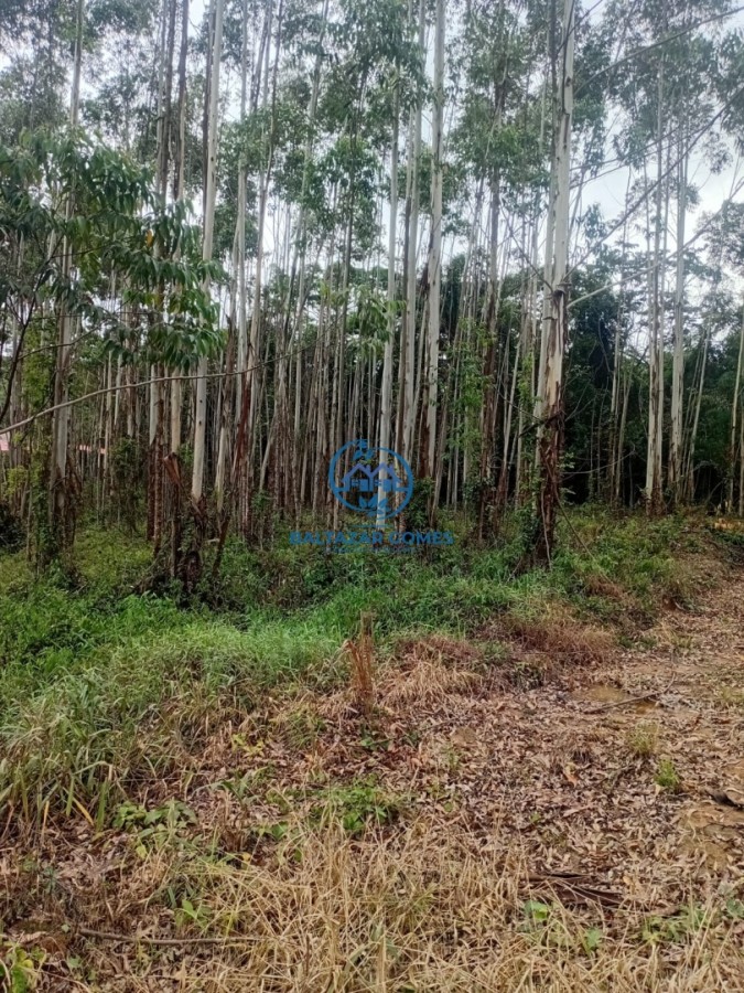 Terreno, 2 hectares - Foto 3