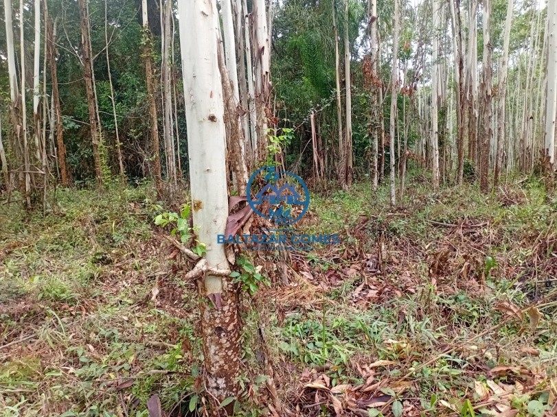 Terreno, 2 hectares - Foto 4