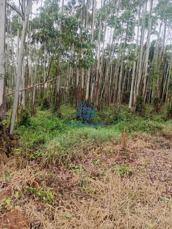 Terreno, 2 hectares - Foto 2