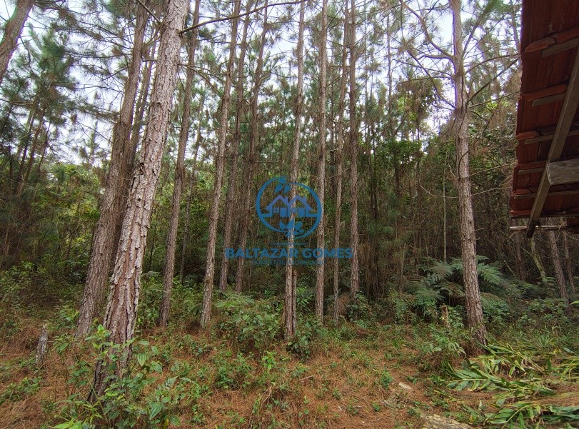 Sítio, 3 quartos, 2 hectares - Foto 7