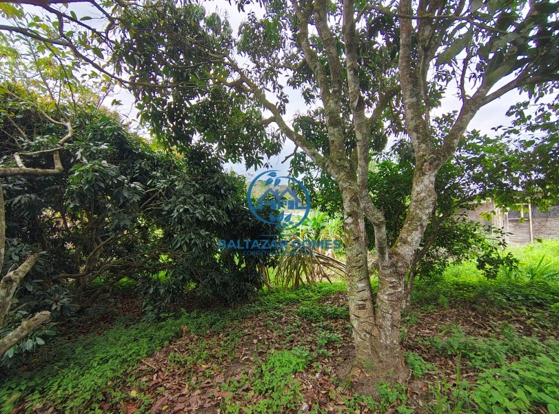 Chácara, 2 quartos, 4000 m² - Foto 2